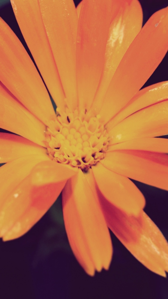 Orange Flower wallpaper 640x1136