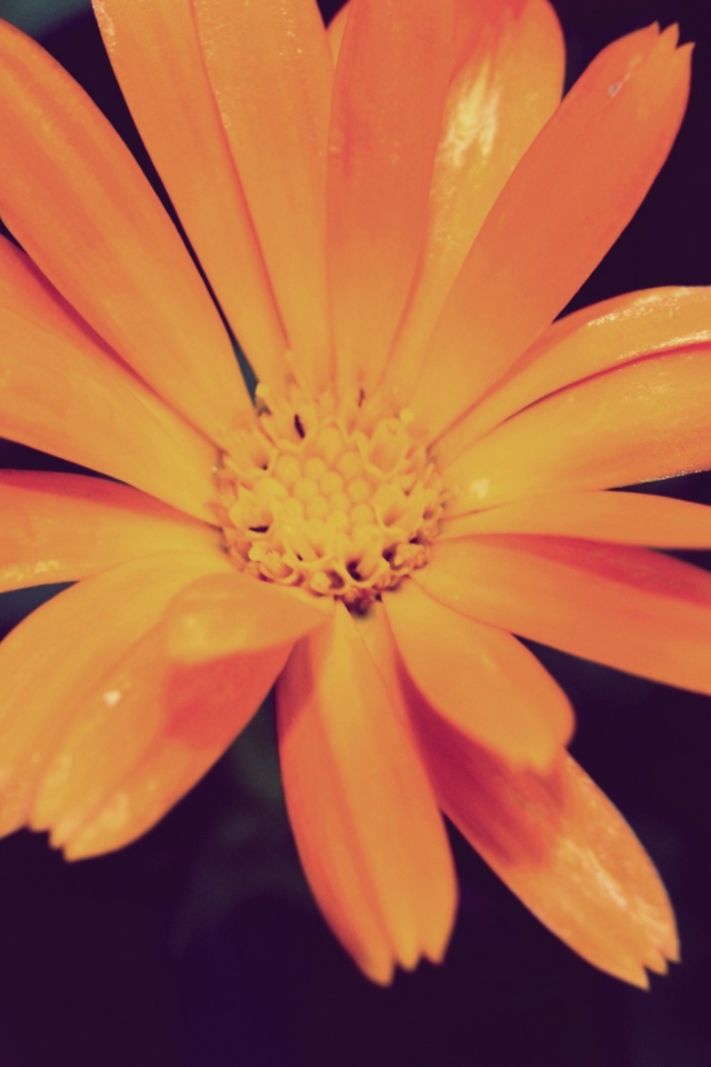 Fondo de pantalla Orange Flower 640x960