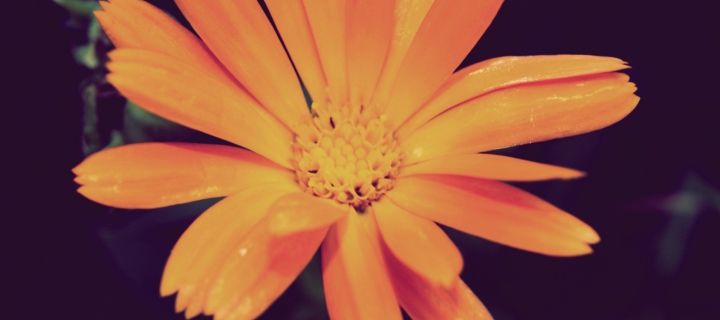 Обои Orange Flower 720x320