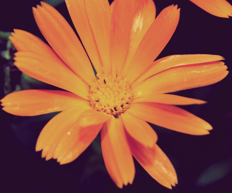 Fondo de pantalla Orange Flower 960x800