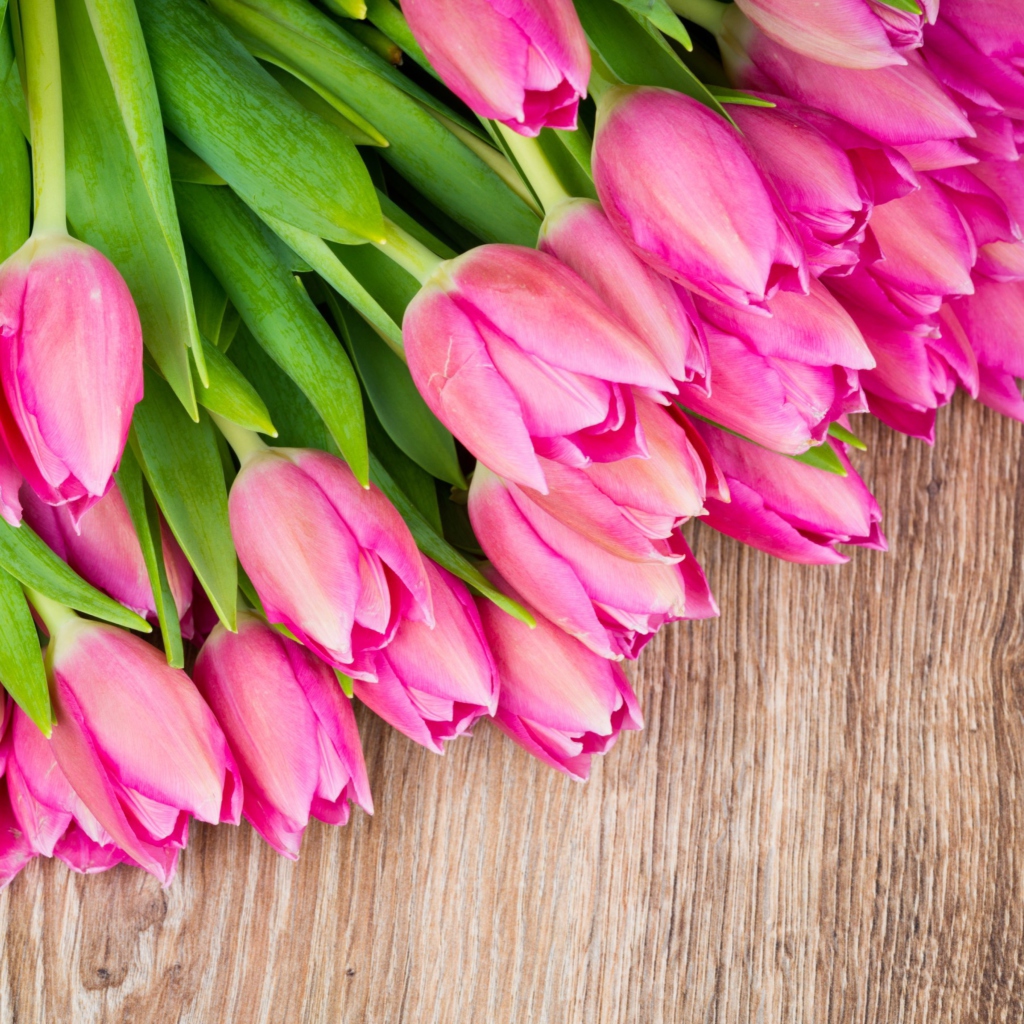 Das Pink Tulips Bouquet Wallpaper 1024x1024
