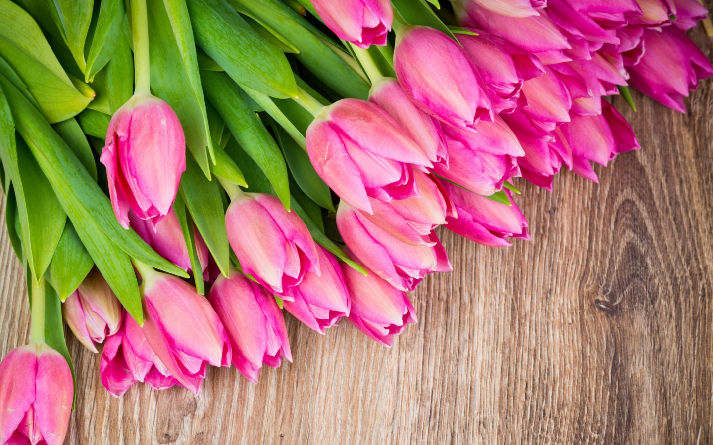 Обои Pink Tulips Bouquet 1440x900