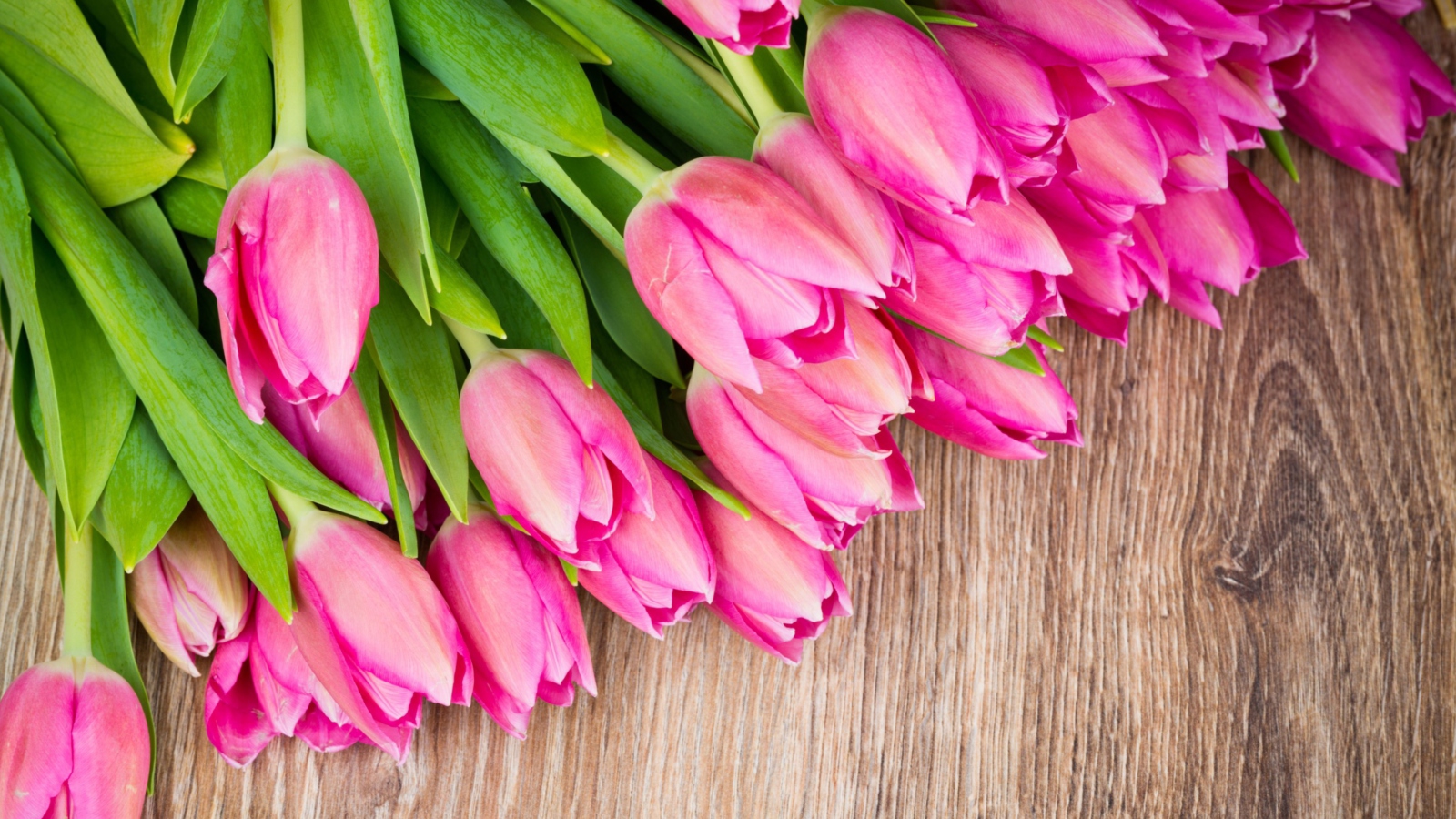 Pink Tulips Bouquet wallpaper 1600x900