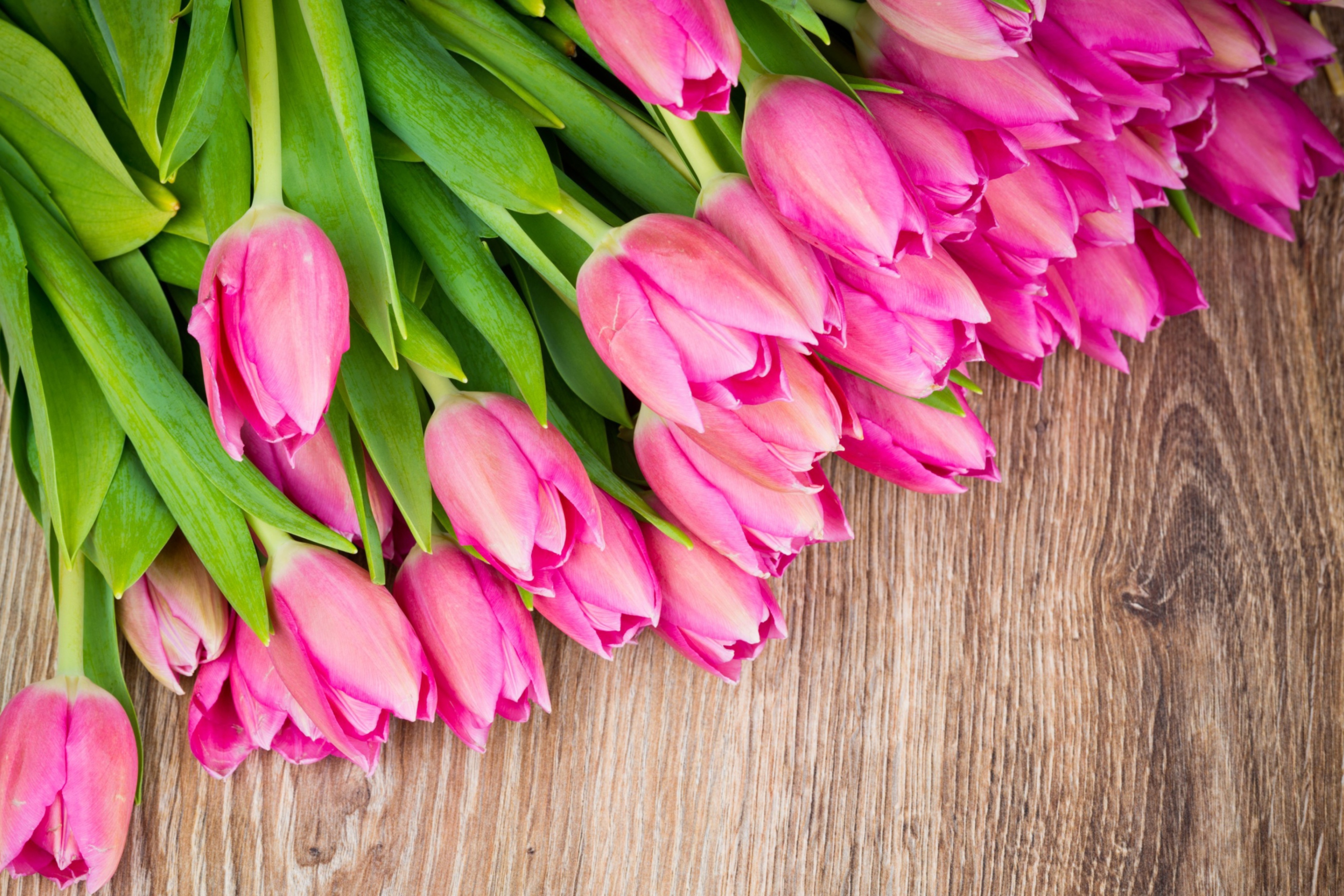 Обои Pink Tulips Bouquet 2880x1920
