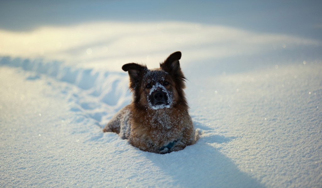 Dog In Snow screenshot #1 1024x600