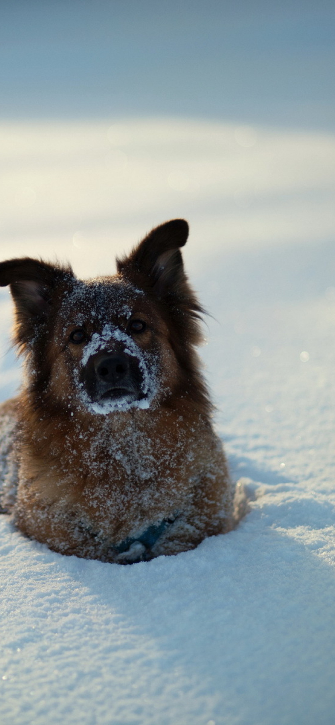 Dog In Snow wallpaper 1170x2532