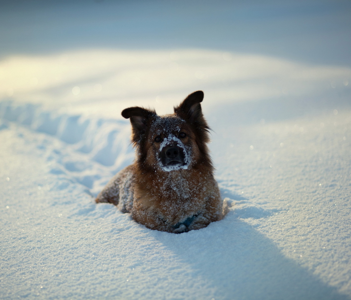 Dog In Snow wallpaper 1200x1024