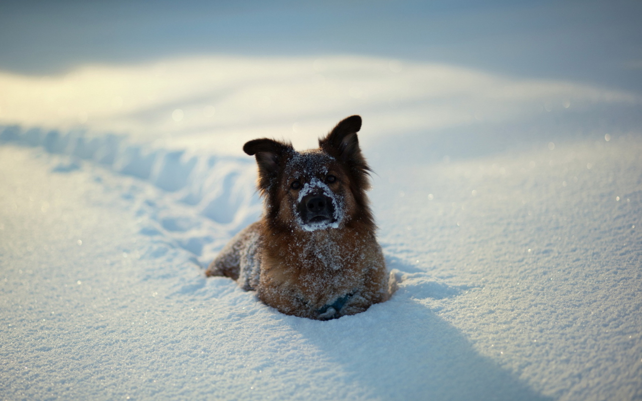 Dog In Snow wallpaper 1280x800