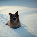 Das Dog In Snow Wallpaper 128x128