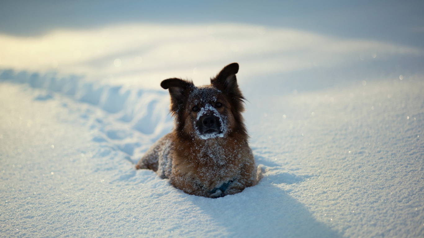 Das Dog In Snow Wallpaper 1366x768