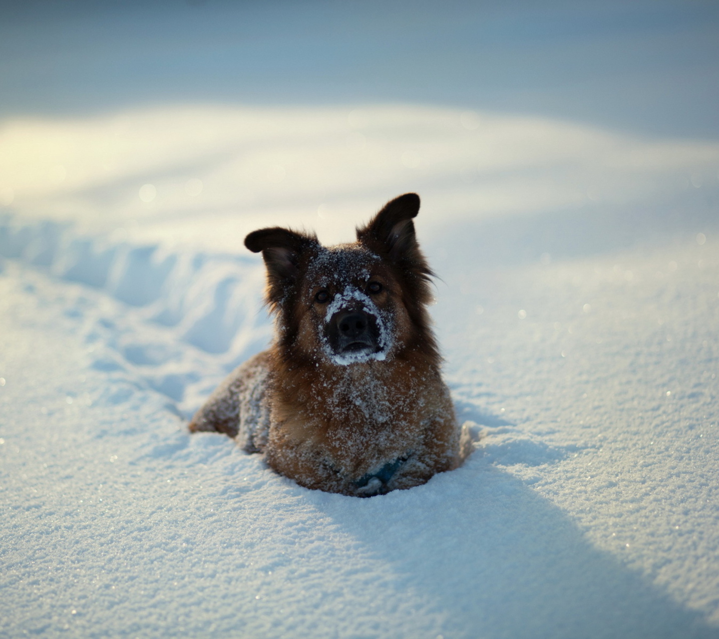 Fondo de pantalla Dog In Snow 1440x1280
