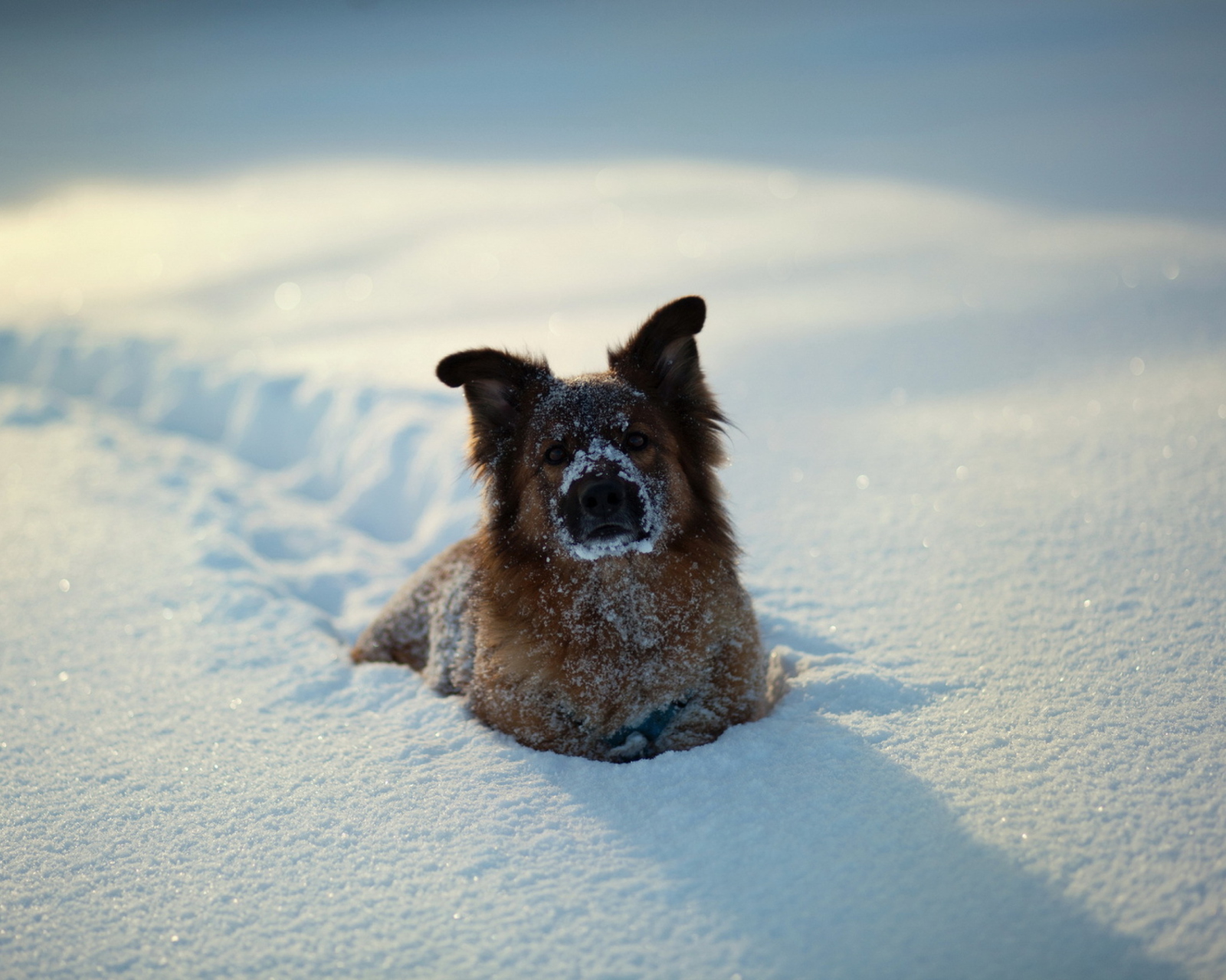Dog In Snow wallpaper 1600x1280