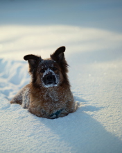 Dog In Snow screenshot #1 176x220