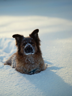 Dog In Snow wallpaper 240x320