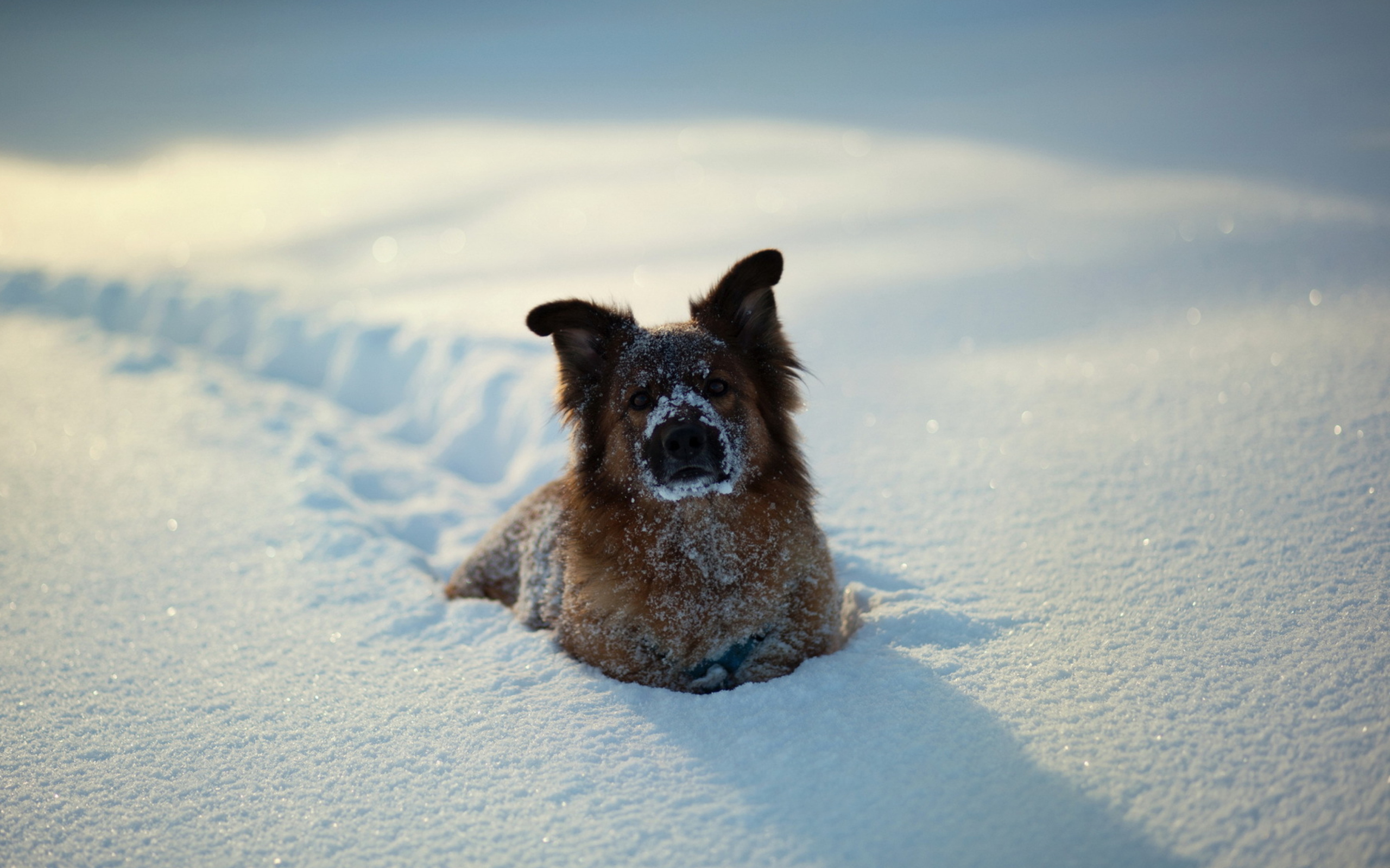 Das Dog In Snow Wallpaper 2560x1600