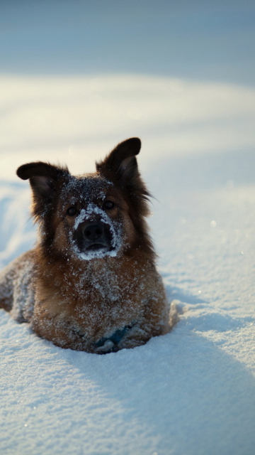 Обои Dog In Snow 360x640
