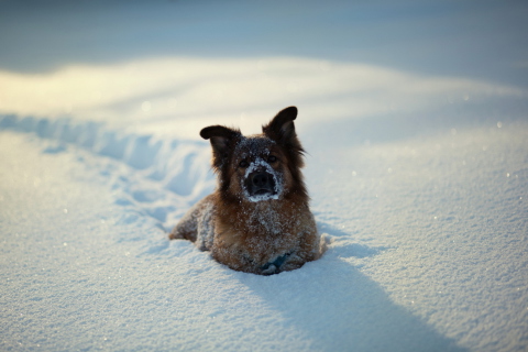 Das Dog In Snow Wallpaper 480x320