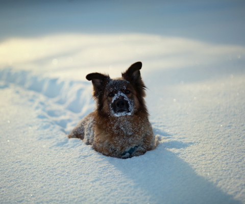 Dog In Snow wallpaper 480x400