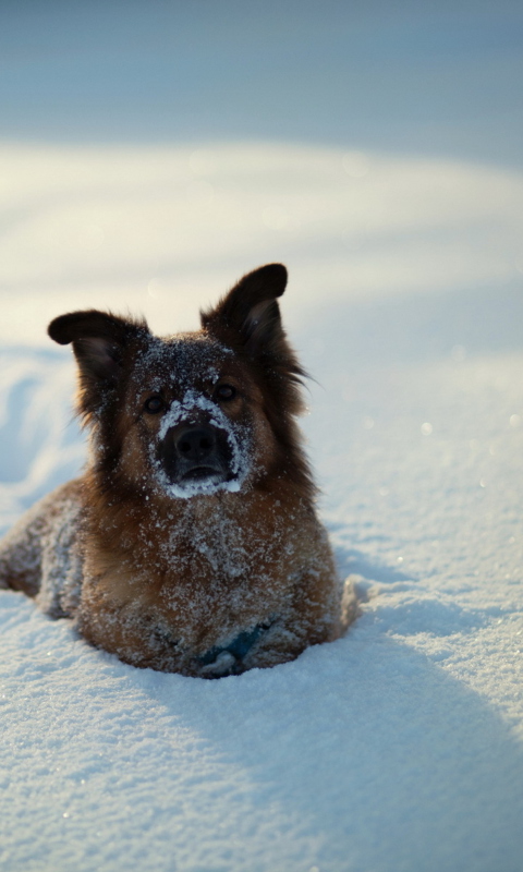 Dog In Snow wallpaper 480x800