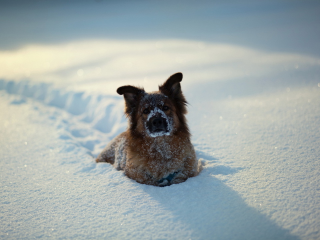 Das Dog In Snow Wallpaper 640x480