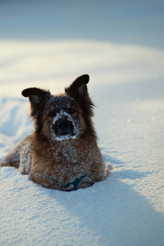 Das Dog In Snow Wallpaper 640x960