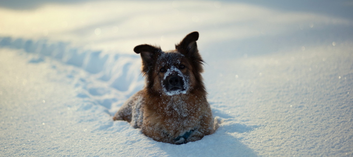Dog In Snow wallpaper 720x320