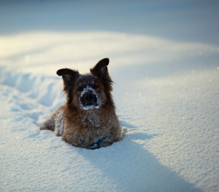 Dog In Snow - Obrázkek zdarma pro 208x208