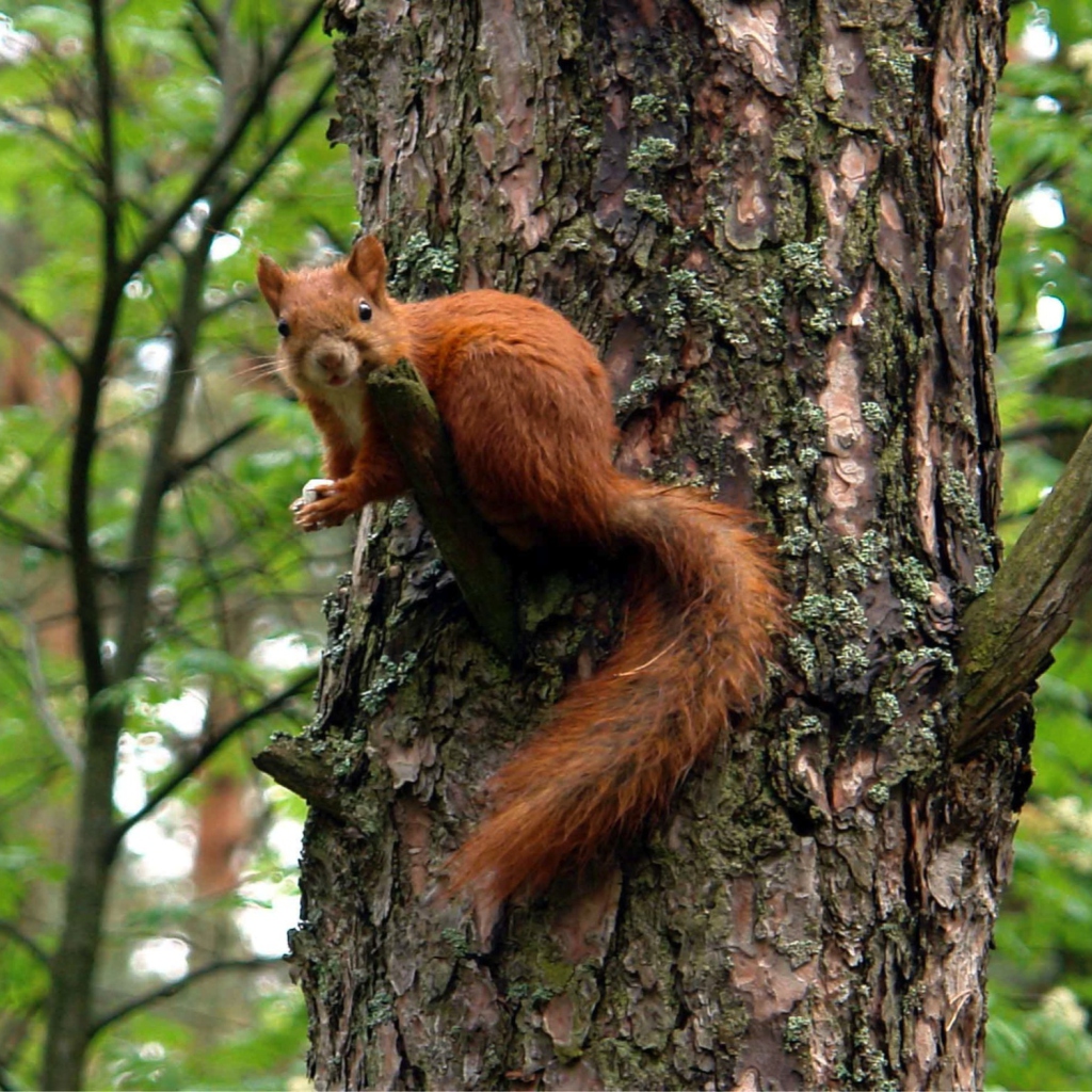 Squirrel On A Tree screenshot #1 1024x1024