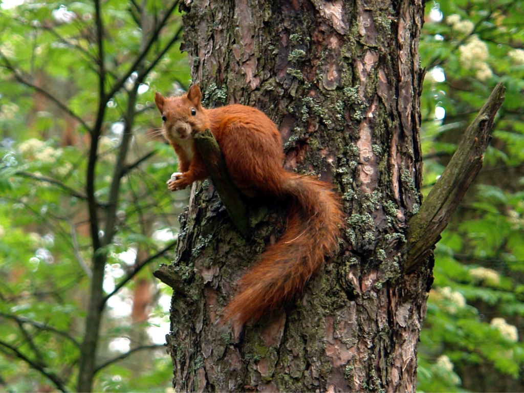 Squirrel On A Tree wallpaper 1024x768