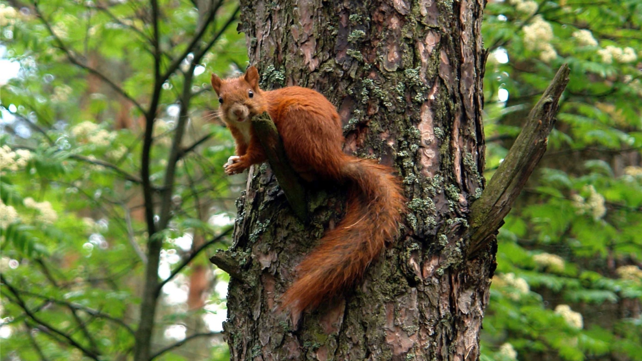Squirrel On A Tree wallpaper 1280x720
