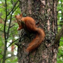 Squirrel On A Tree wallpaper 128x128
