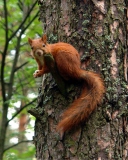 Обои Squirrel On A Tree 128x160