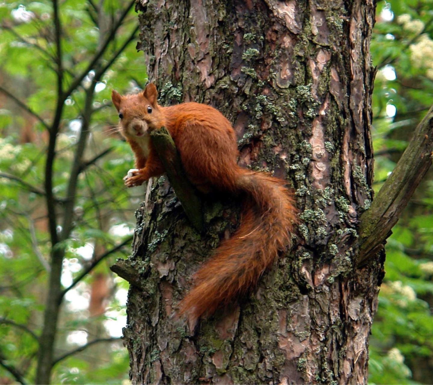 Обои Squirrel On A Tree 1440x1280