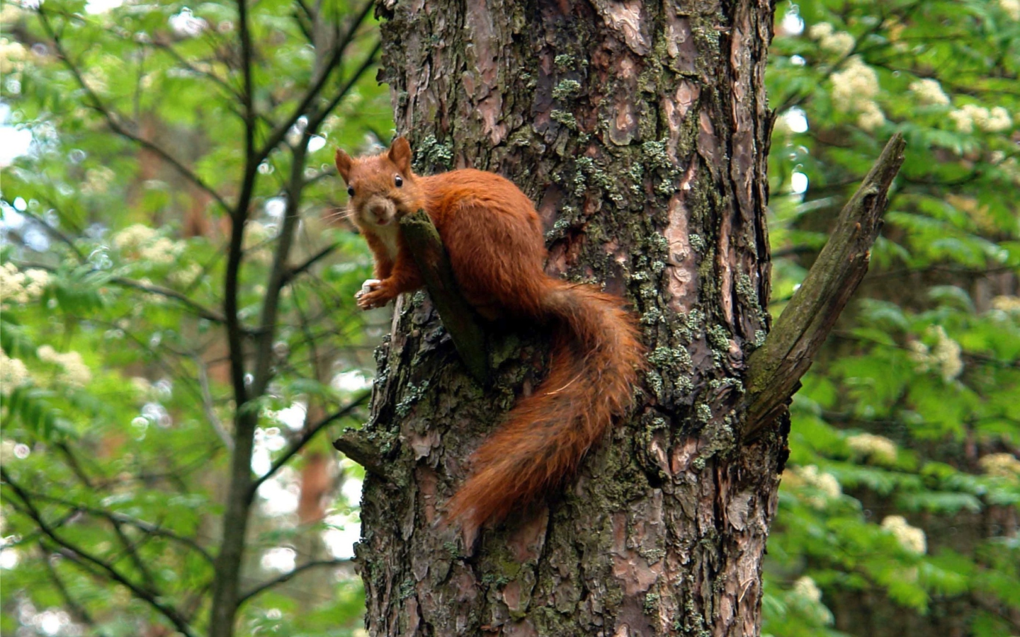 Fondo de pantalla Squirrel On A Tree 1440x900