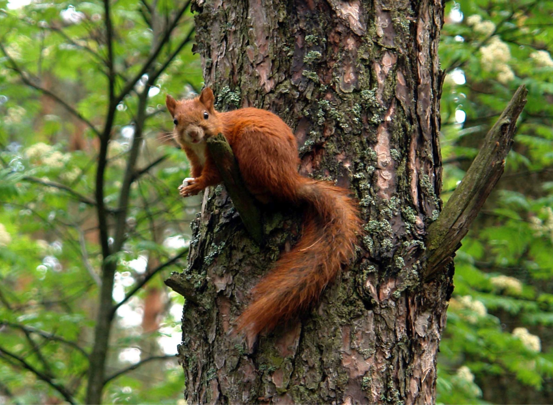 Das Squirrel On A Tree Wallpaper 1920x1408