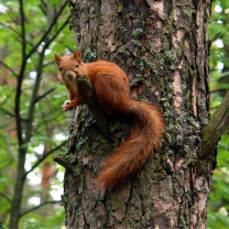 Squirrel On A Tree screenshot #1 208x208