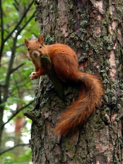 Squirrel On A Tree wallpaper 240x320