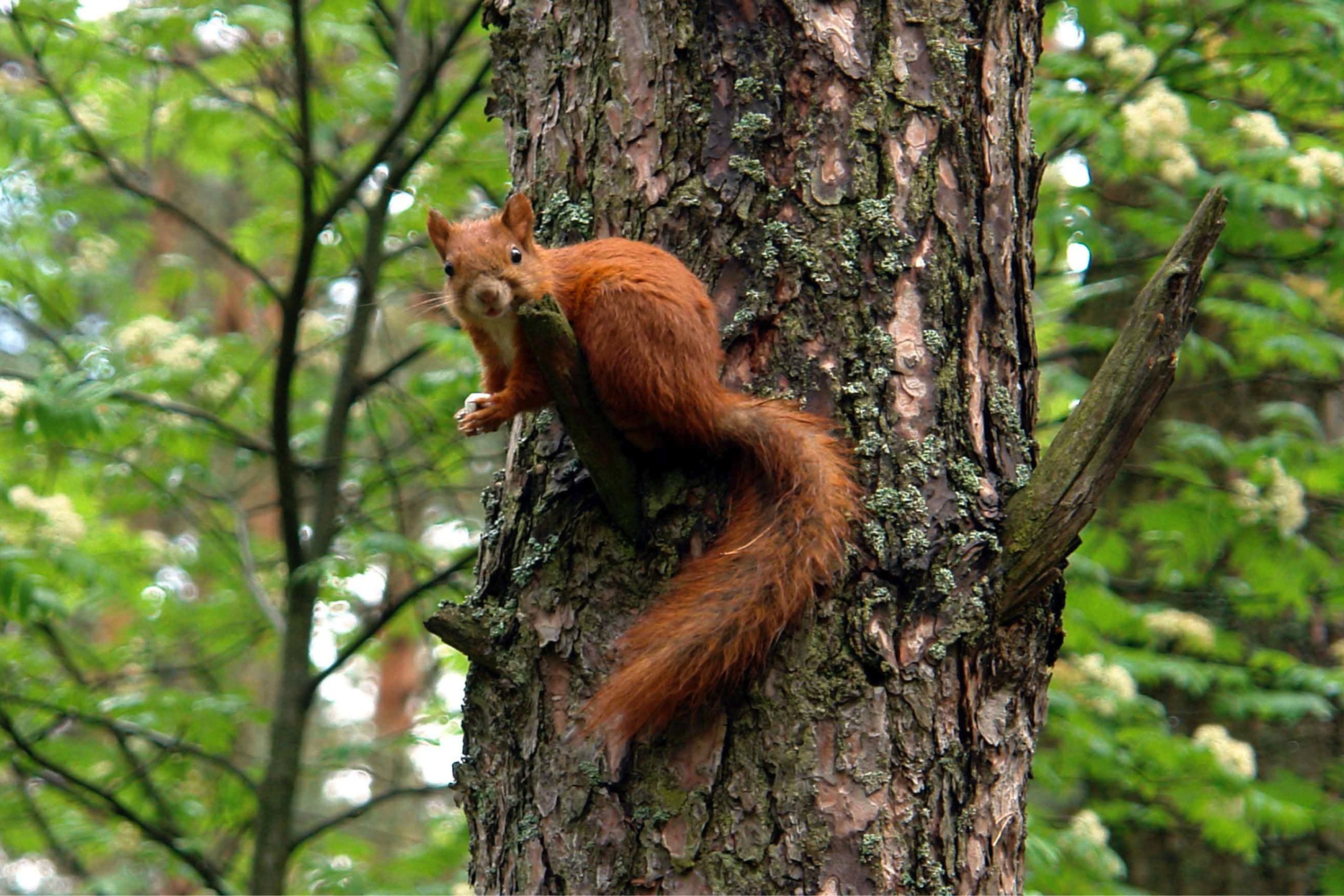 Sfondi Squirrel On A Tree 2880x1920