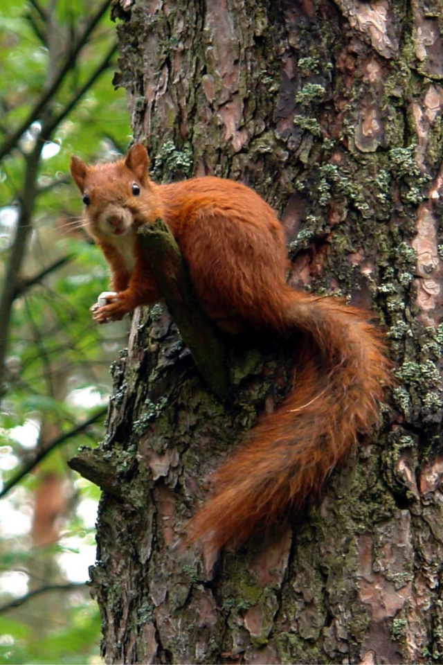 Обои Squirrel On A Tree 640x960