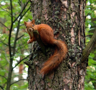 Kostenloses Squirrel On A Tree Wallpaper für 2048x2048