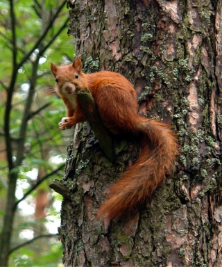 Kostenloses Squirrel On A Tree Wallpaper für Samsung Gusto