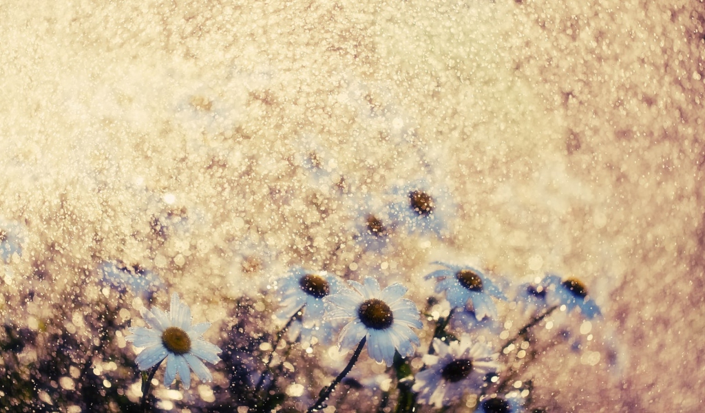 Summer Flowers screenshot #1 1024x600