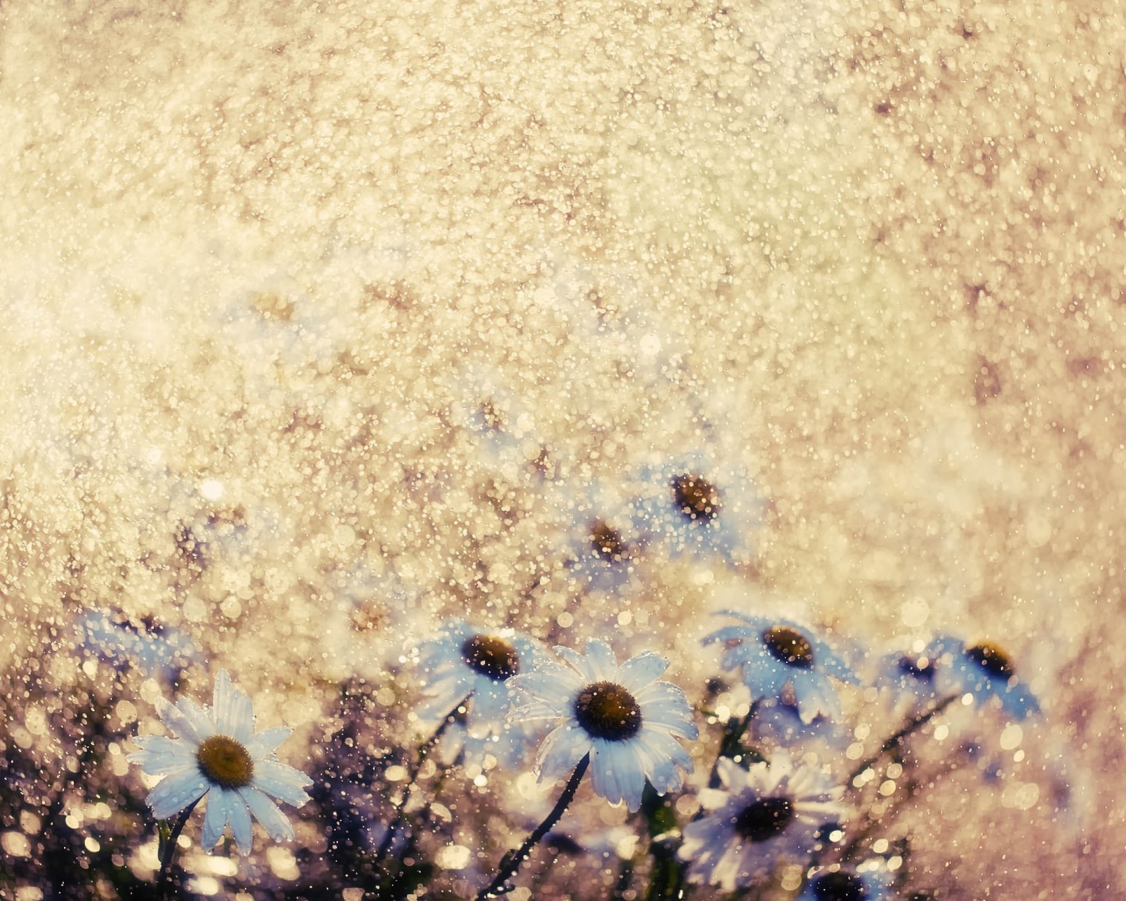 Summer Flowers wallpaper 1600x1280