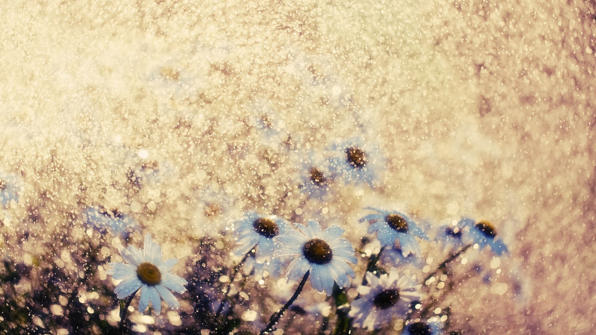 Screenshot №1 pro téma Summer Flowers 1920x1080