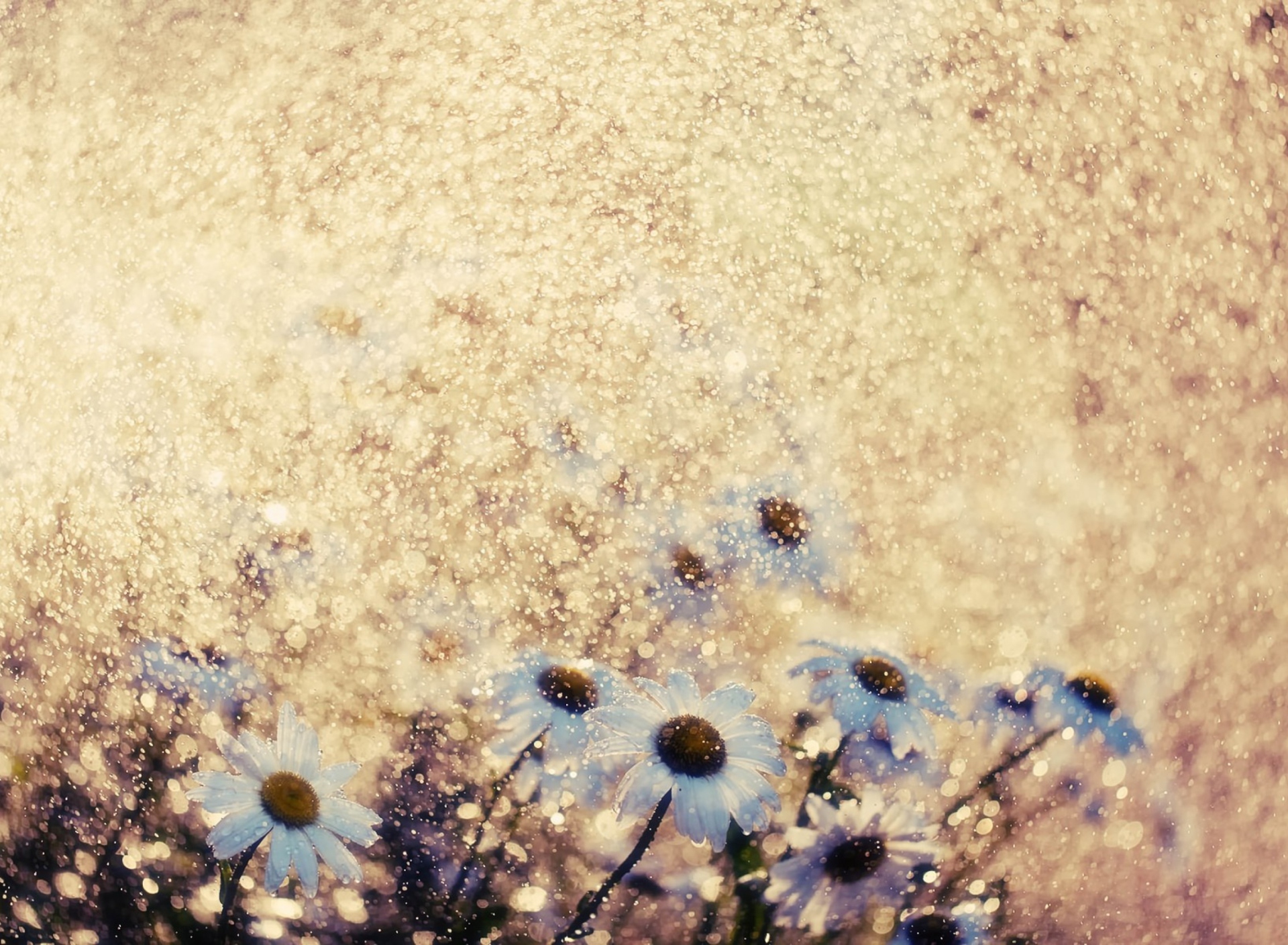 Das Summer Flowers Wallpaper 1920x1408