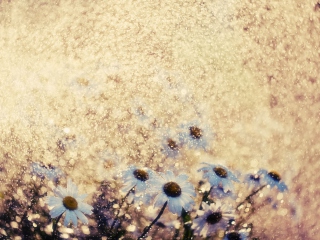 Screenshot №1 pro téma Summer Flowers 320x240