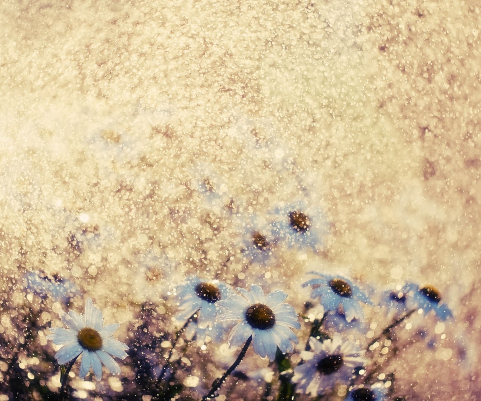 Summer Flowers screenshot #1 960x800