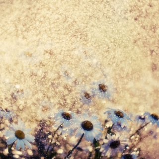 Kostenloses Summer Flowers Wallpaper für iPad mini