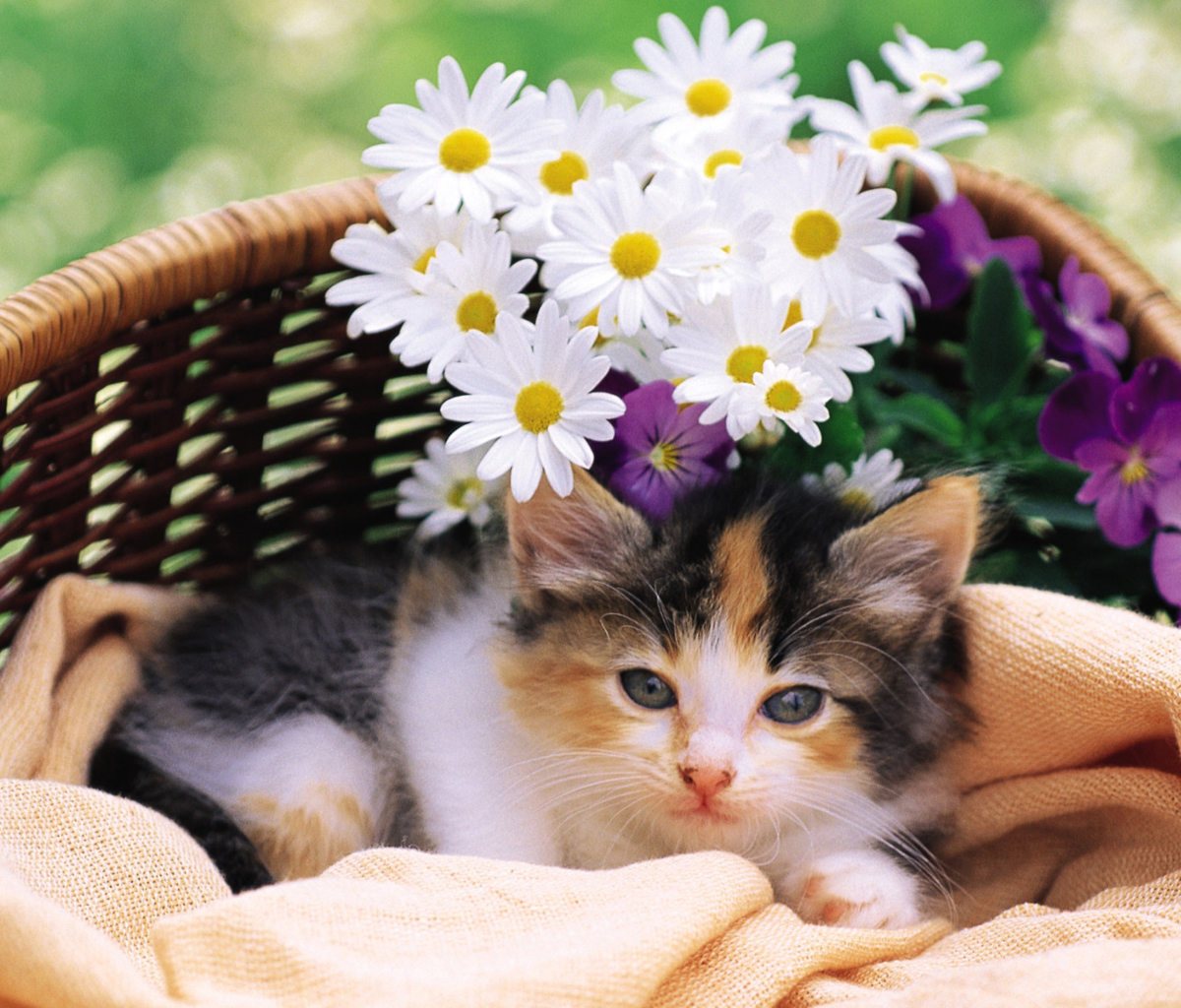 Kitten With Daisies screenshot #1 1200x1024