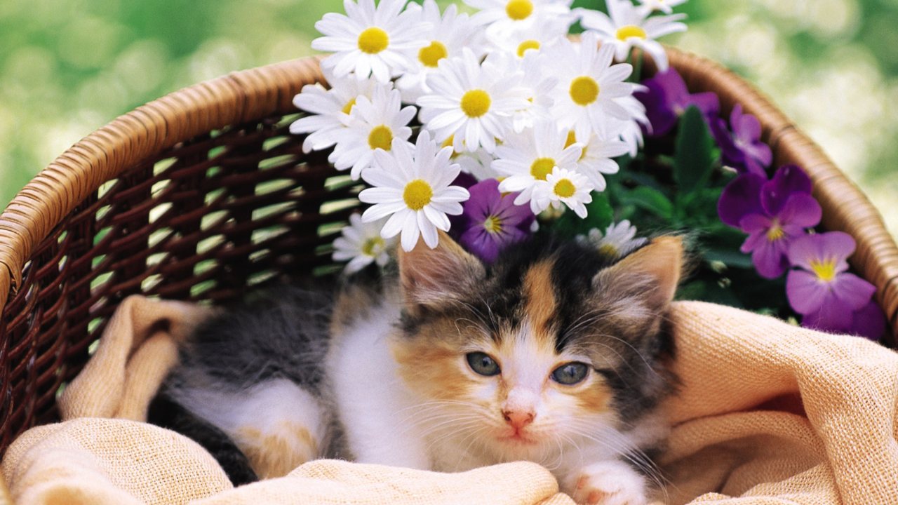 Fondo de pantalla Kitten With Daisies 1280x720